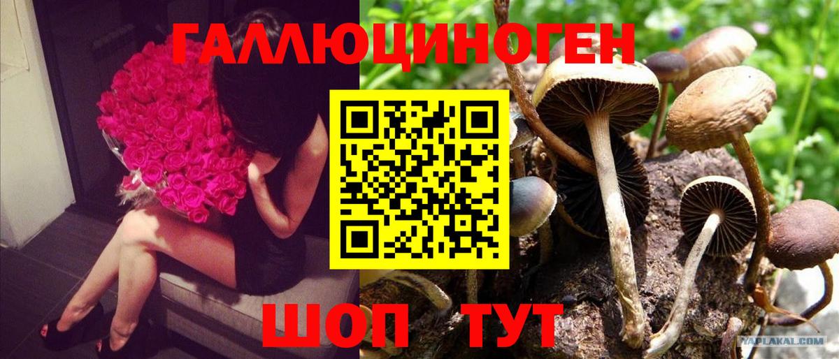 Псилоцибиновые грибы Magic Shrooms  Галлюциногенные грибы Cubensis  Алатырь  Вход с VPN 